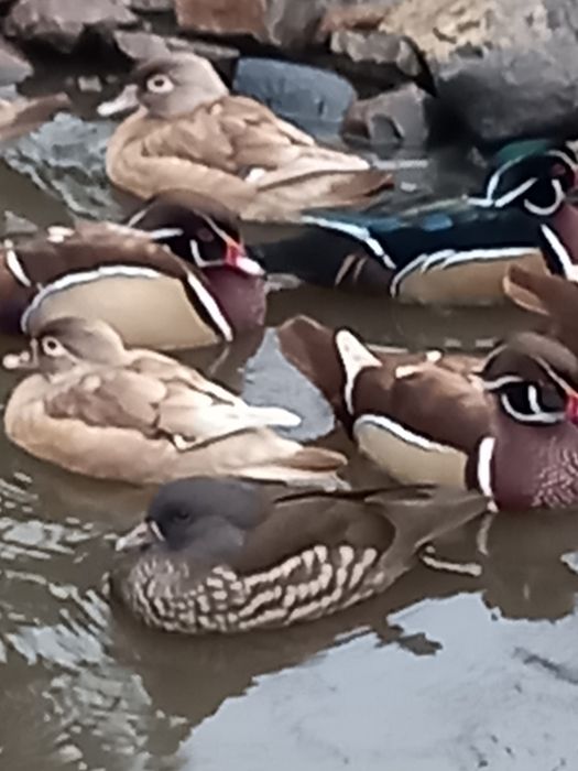 Kaczki karolinki beżowe