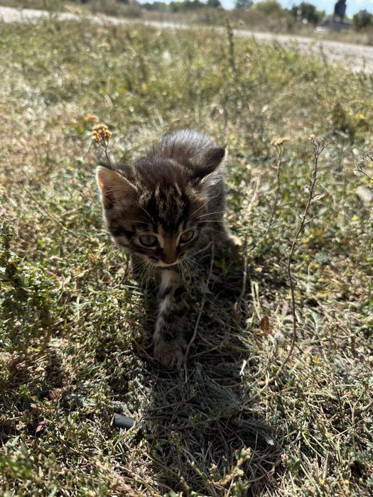 ОТДАЮ Котят 1.5 месяца
