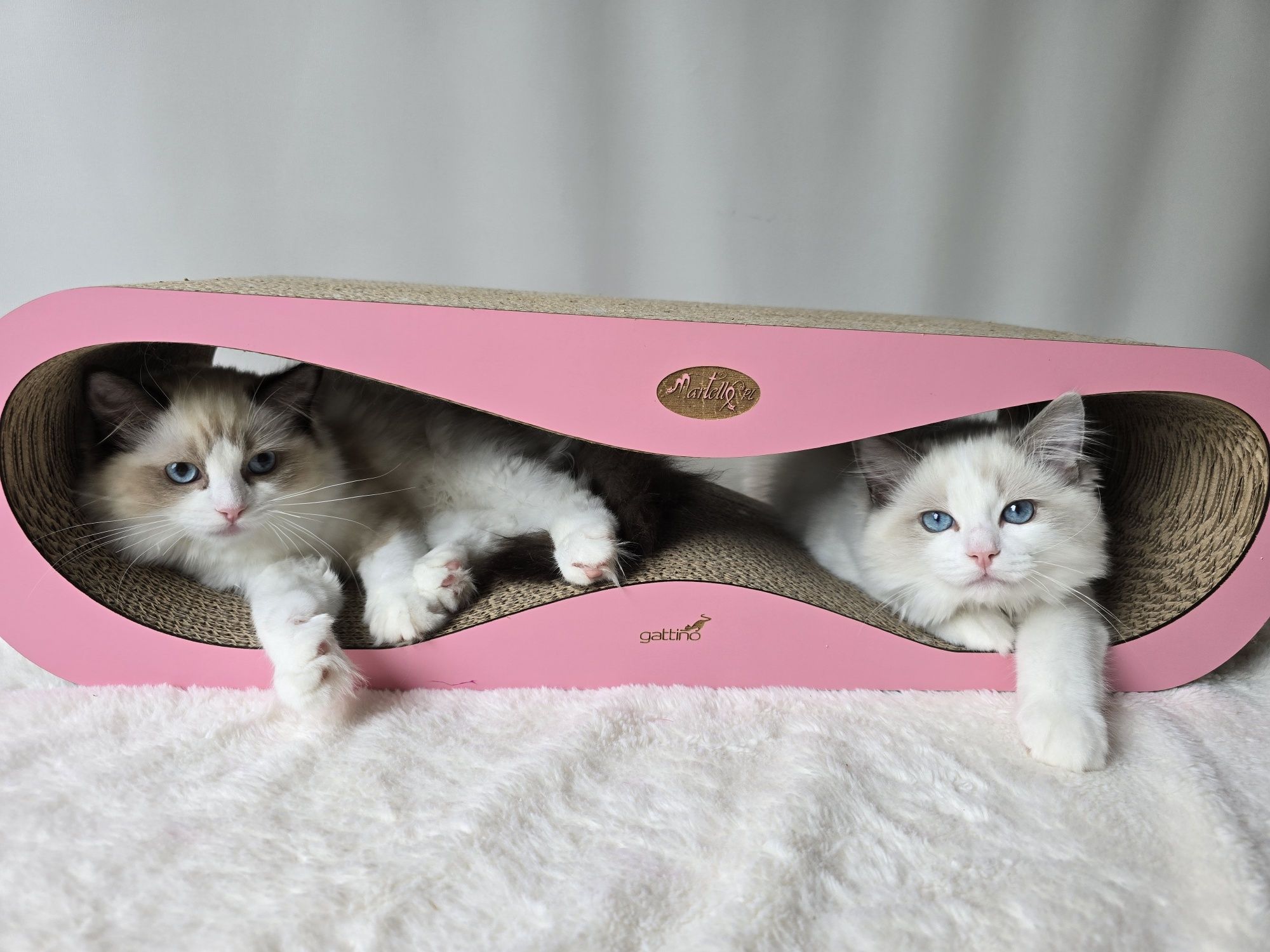 Ragdoll kotka seal bicolour