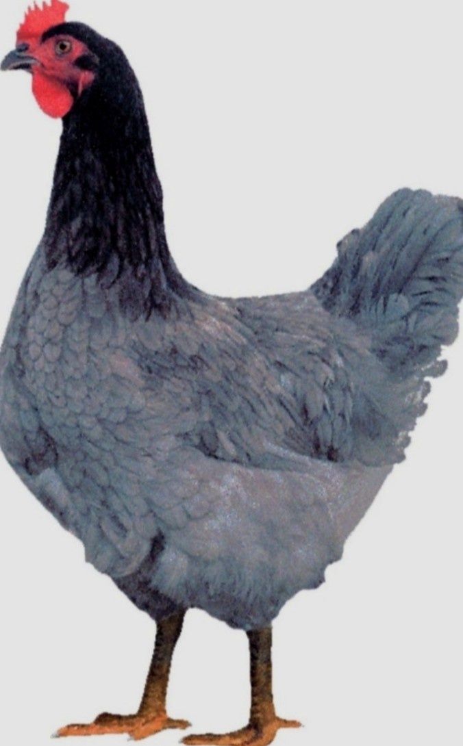 Jaja lęgowe od kur Dominant Blue.