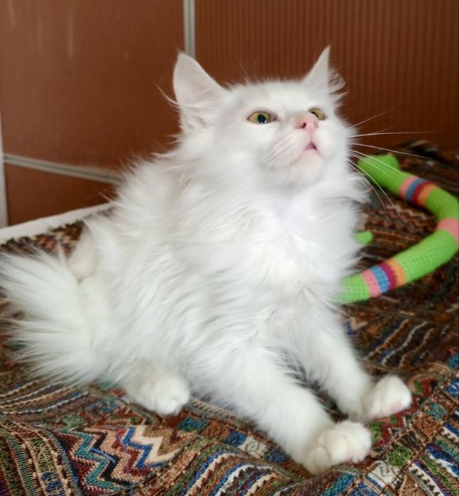Белый котенок 4мес пушистый ангорский котик білий котята кошеня