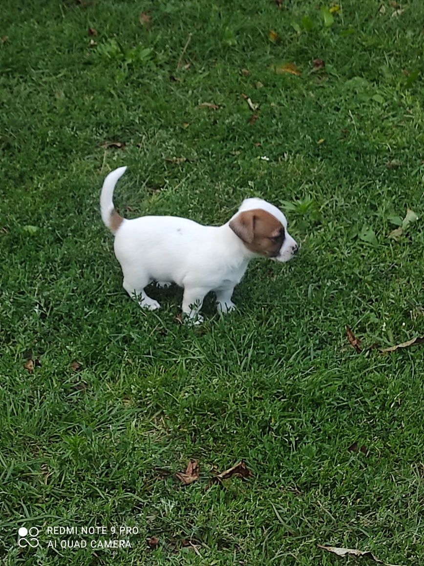 Jack Russell terrier