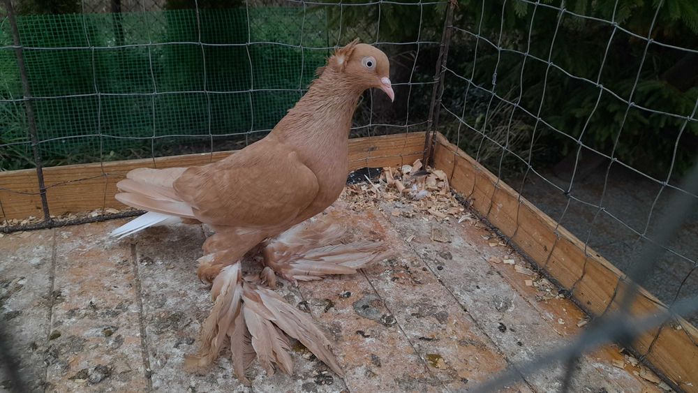 Wyszwanc żółty - gołębie ozdobne