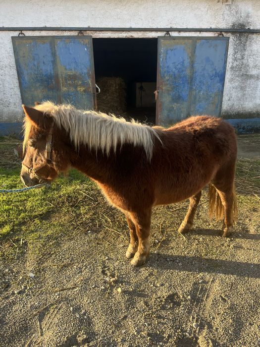Ponei femea 1,15m
