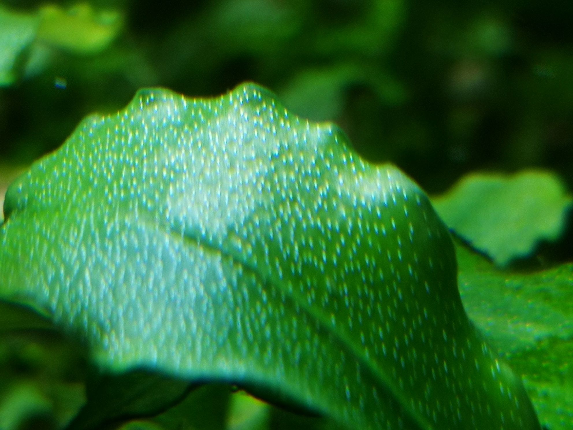 Bucephalandra Wavy Green