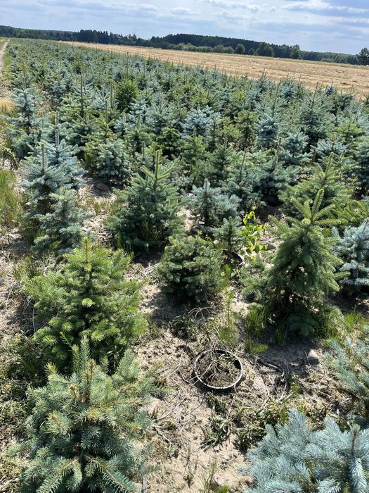 Świerk kłujący 80-120 cm rosnący w donicy