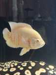 Pawiooka albino 25-27cm