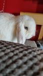 Królik mini lop dziewczynka