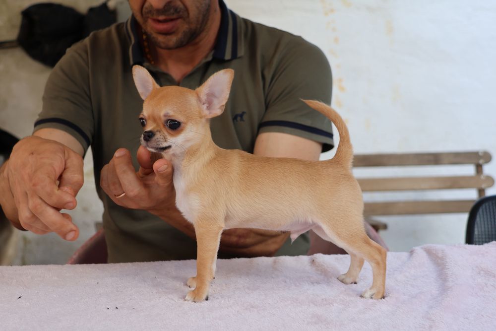Bebe chihuahua disponivel