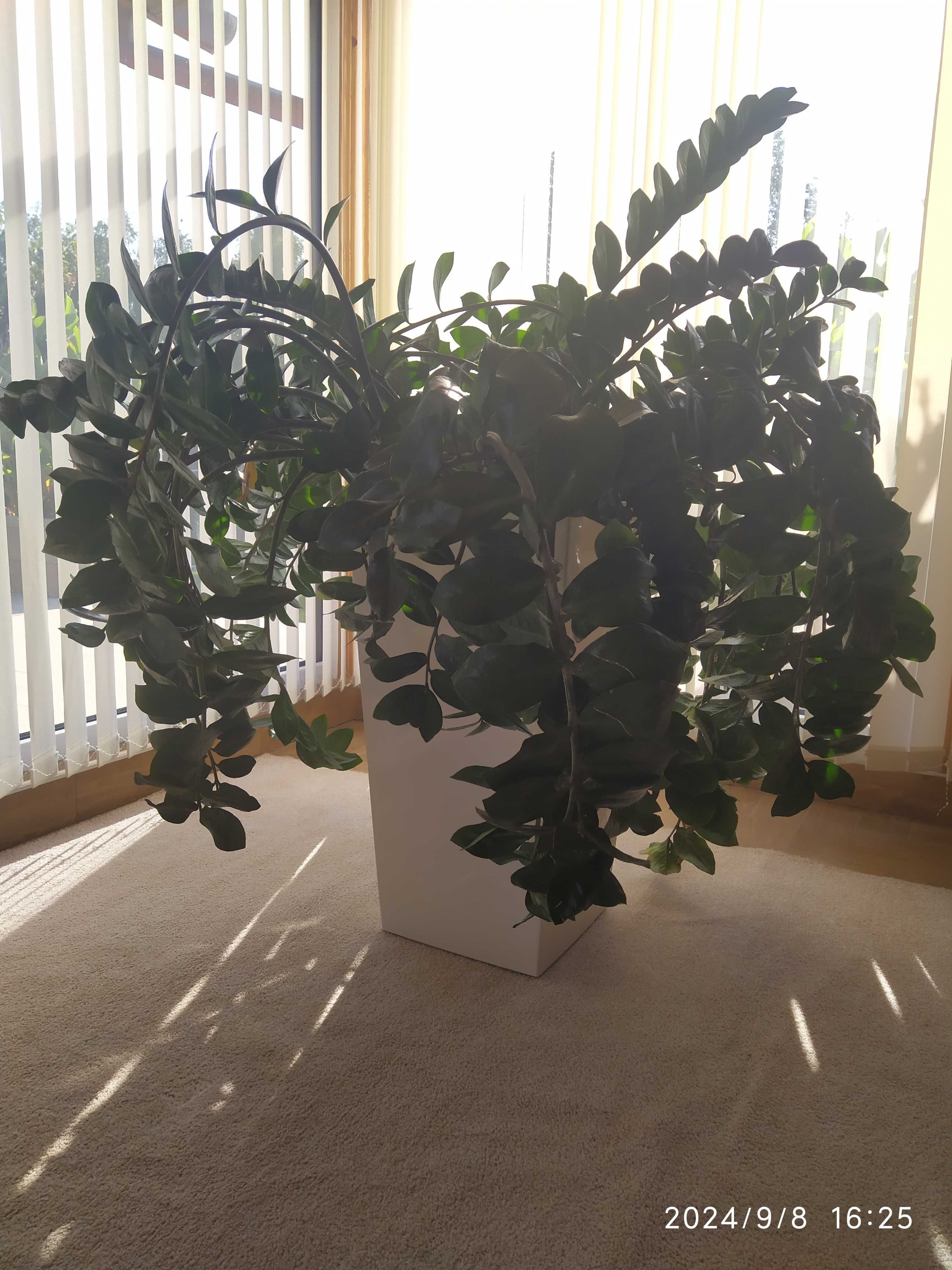 Zamioculcas zamiifolia BARDZO DUŻY