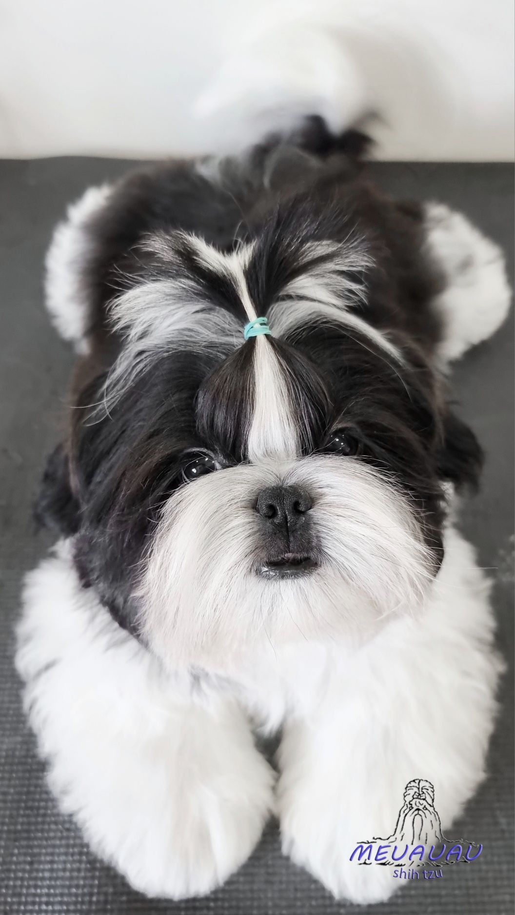 OPORTUNIDADE: Filhote Macho Shih Tzu