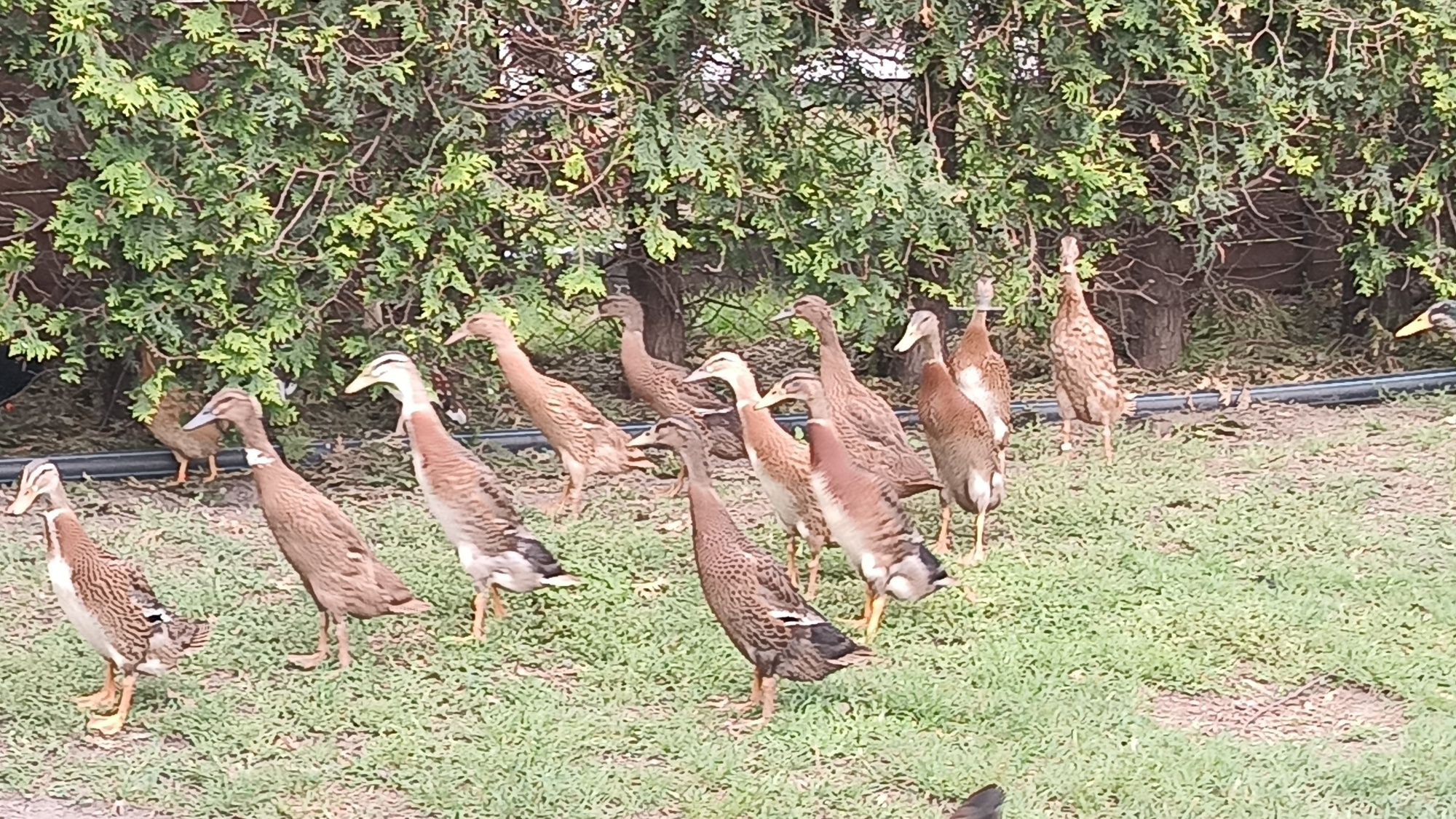 Kaczorek call duck i biegusy