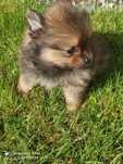 Pomeranian boo aktualne
