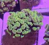 Euphyllia Paraaancora !!  nr Ser fluo03ea  FLUOLAMPS.PL WYSYŁKI