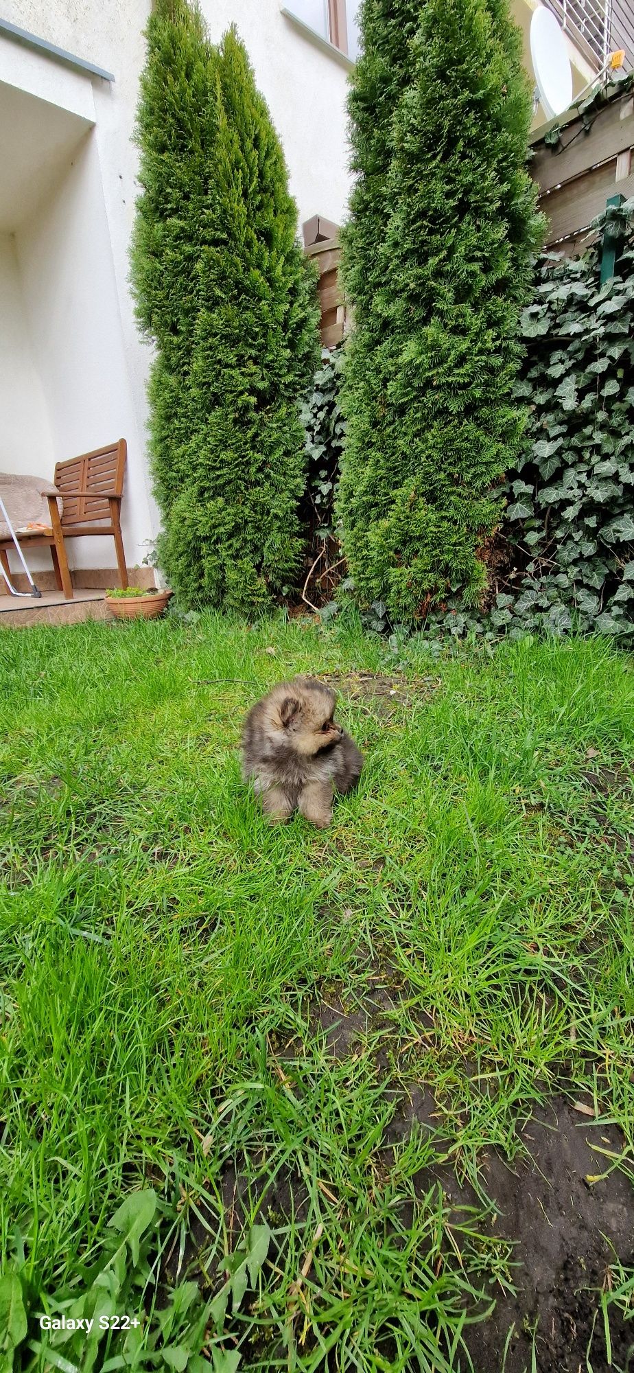 Szpic pomeranian chłopak sobolowy