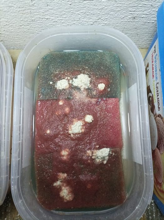 Auloforus żywy pokarm dla rybek