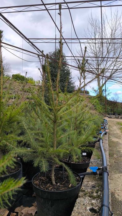 Várias Coniferas para venda