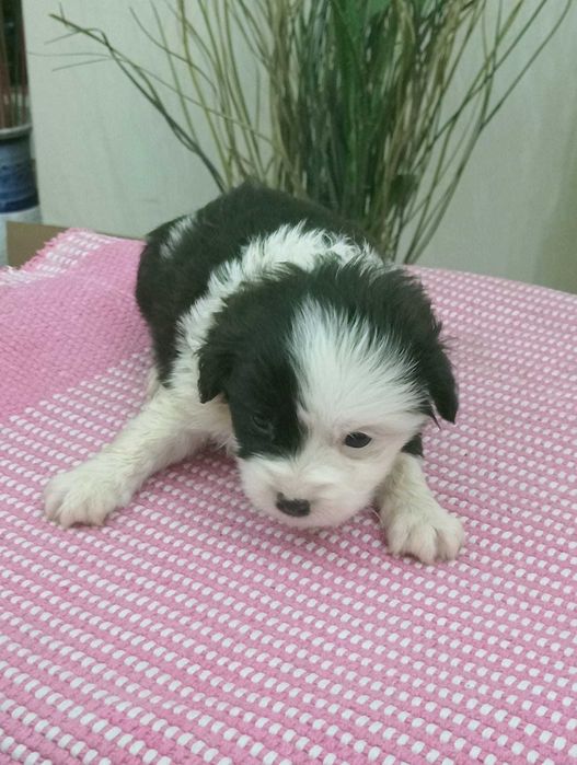 Adoção responsável