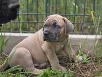 Samiec CANE CORSO Italiano FCI po Championach