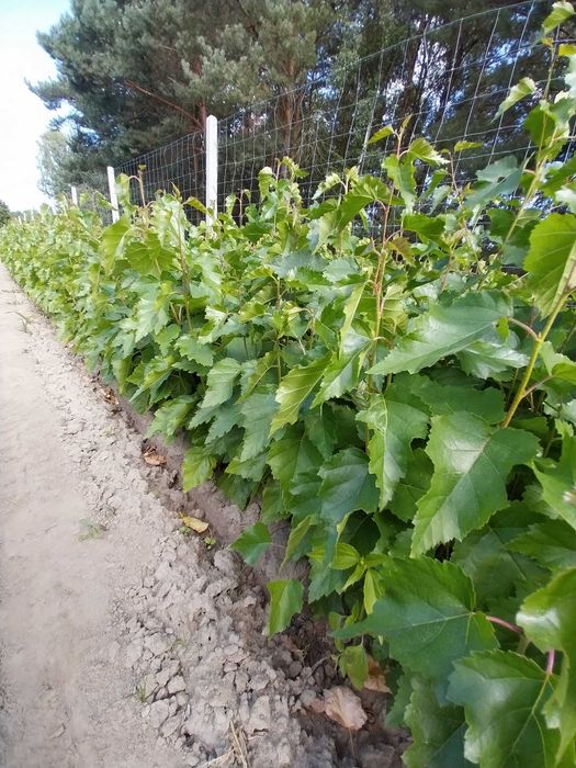 Brzoza brodawkowata sadzonki roczne i półtoraroczne