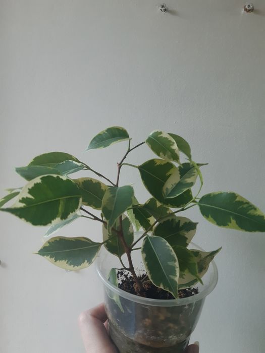 Фікус  бенжаміна