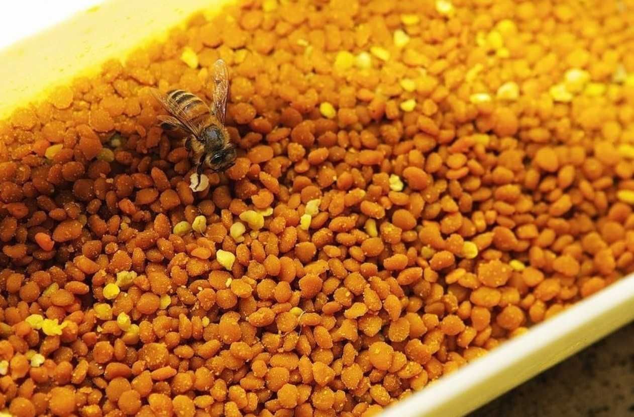 Pierzga pszczela własna pasieka 0,5 kg 100% Pogórze Przemyskie