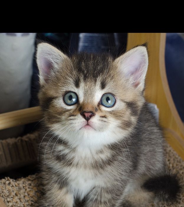 Черно золотая шотландская шиншилла, девочка котенок, с прививками