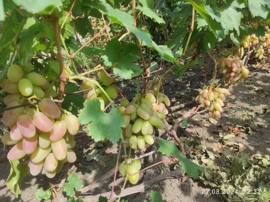 Черенки винограда столовых сортов.