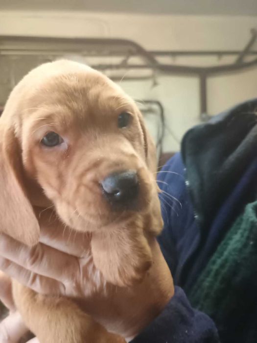 Cocer spaniel oddam szczeniaki