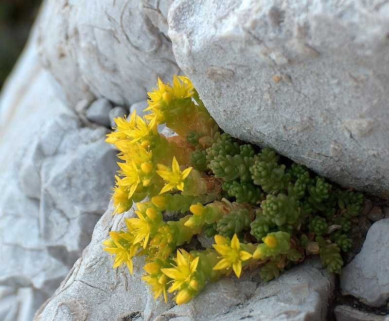 Sedum acre rozchodnik