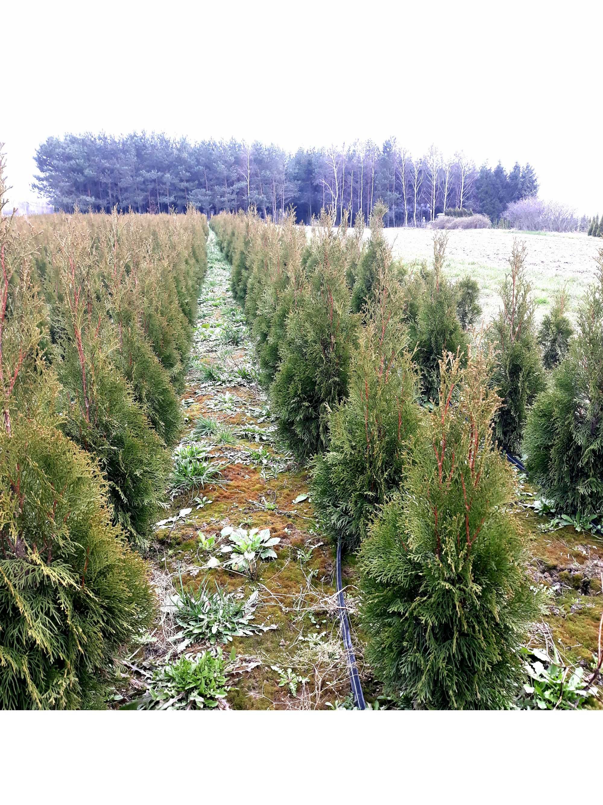 Thuja Szmaragd z gruntu 80-100 cm -  10 zł, w donicy 60-80 cm - 7 zł