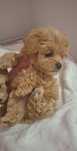Maltipoo szczeniak piesek