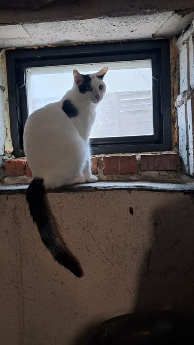 Primek roczny kocurek szuka domku