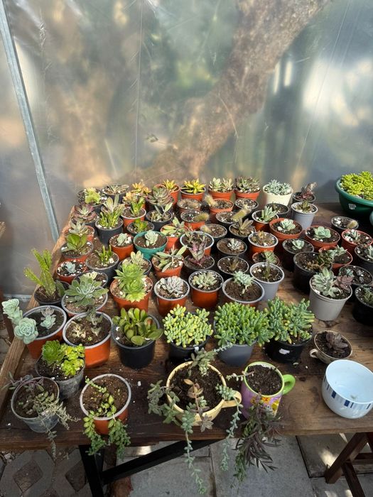 Catos da minha estufa pequenos