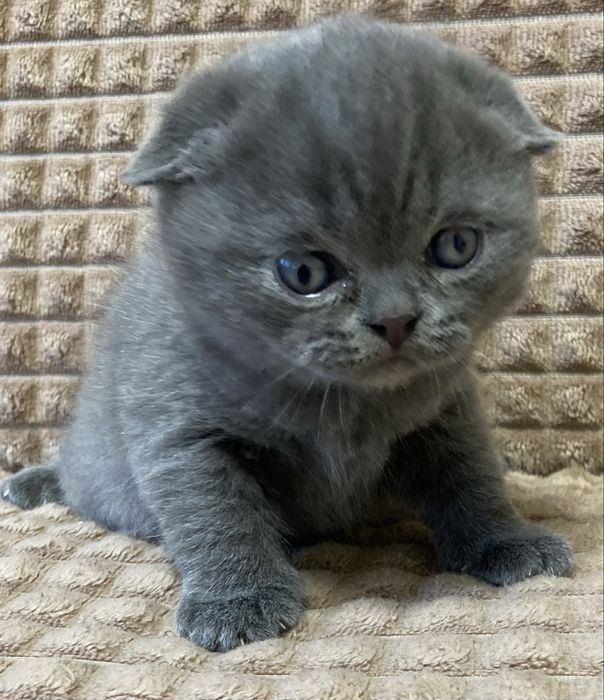 Продам породистого котенка