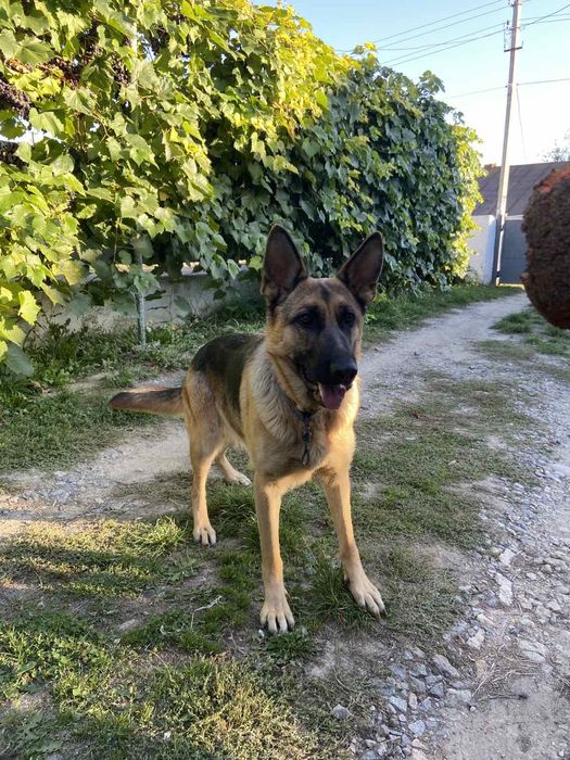 Продаються цуценята німецької вівчарки.