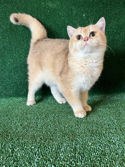 Британська золота шиншила хлопчик 6 міс‼️