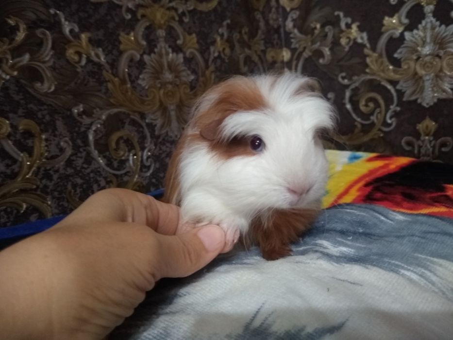 Морские свинки Шелти и Коронет