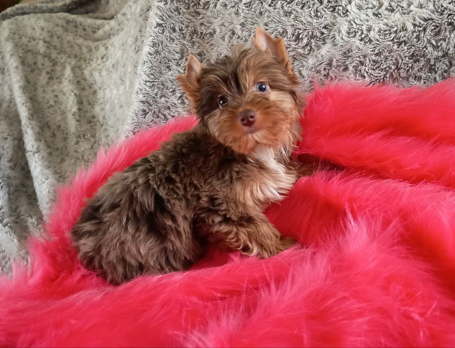Śliczna Suczka Tweed Choco Merle Yorkshire Terrier- z niebieskim okiem