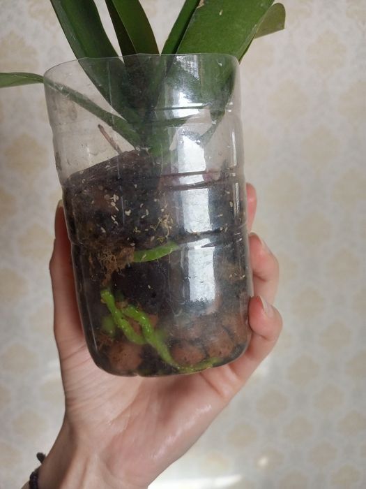 Продам дорослу рослину Лакі Кет