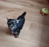 Yorkshire terrier piesek