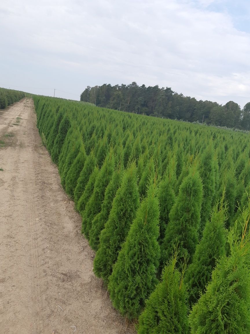 Tuja Thuja Tuje Szmaragd 140 cm