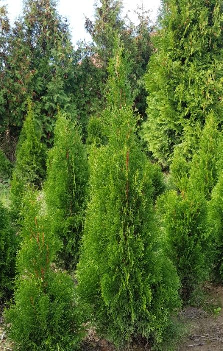 Tuja, Thuja szmaragd, żywopłot, 100-110 cm GĘSTE! Szkółka roślin