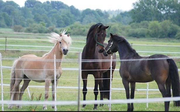 Vedação elétrica/Rede/Cerca 1,08X50m ovelhas/cabras/cavalos/galinhas