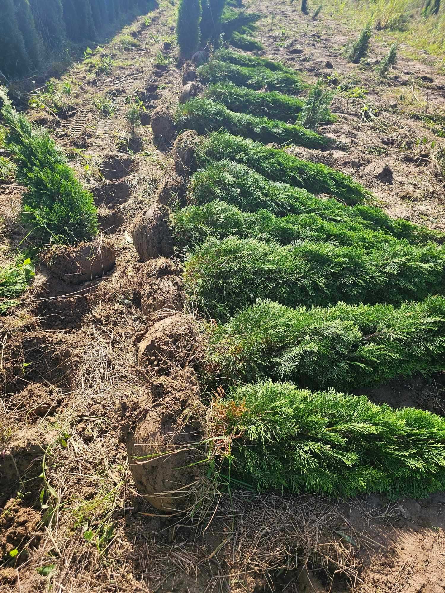 Thuje thuja tuja tuje szmaragd 1,6-1,9 wys żywopłot