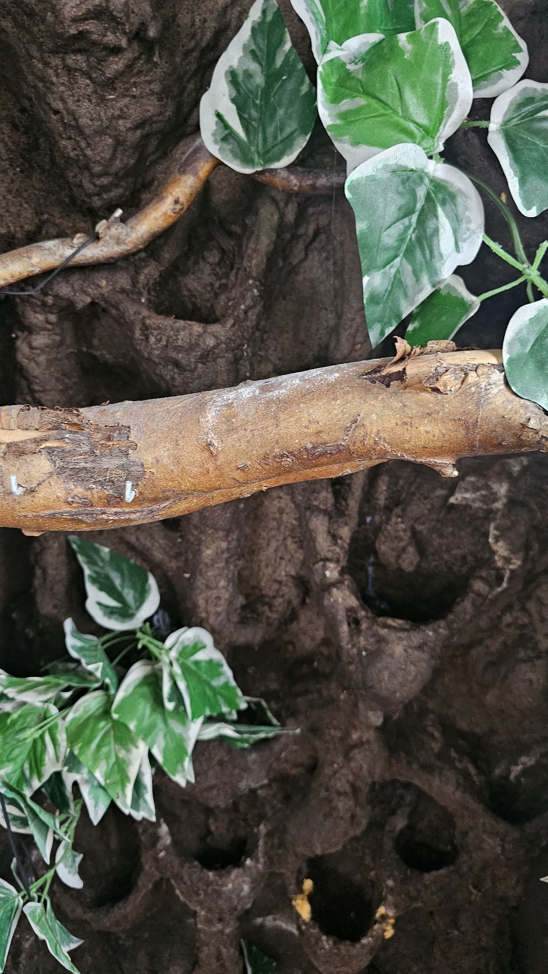 Ogromne terrarium dla kameleona, gady, super zestaw.