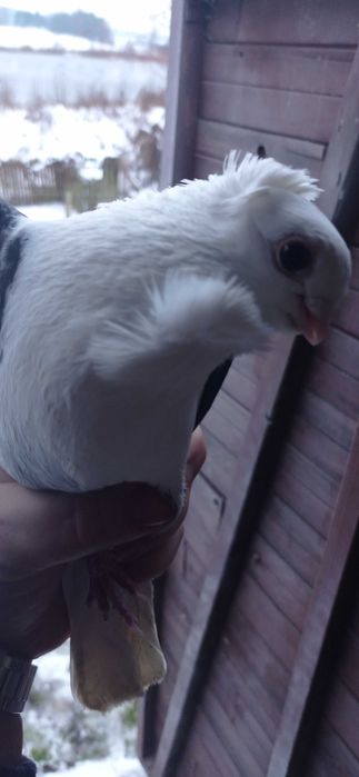 Gołębie mewki kumru