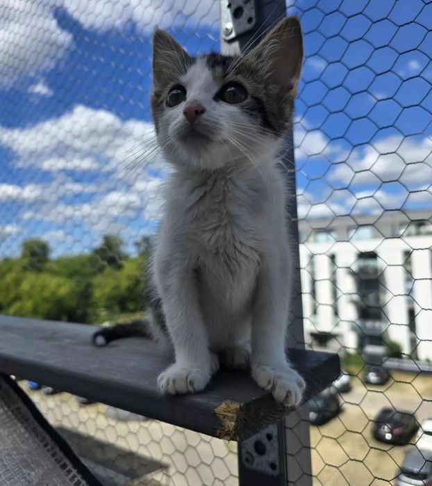 Simba i Nala niezwykłe kotki do adopcji