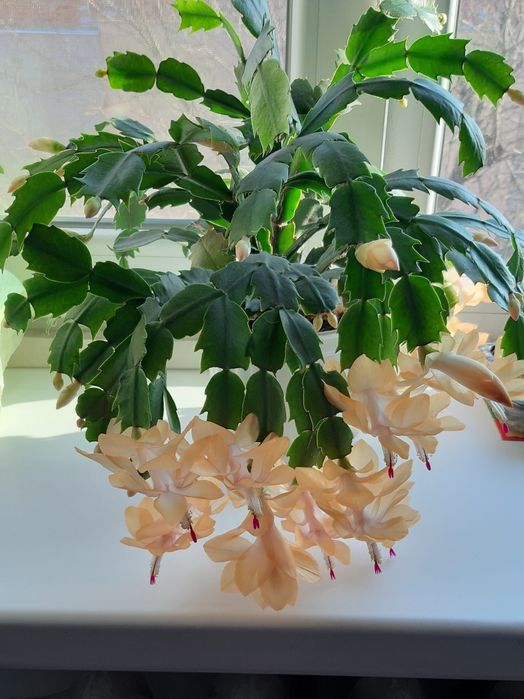 Красива квіточка