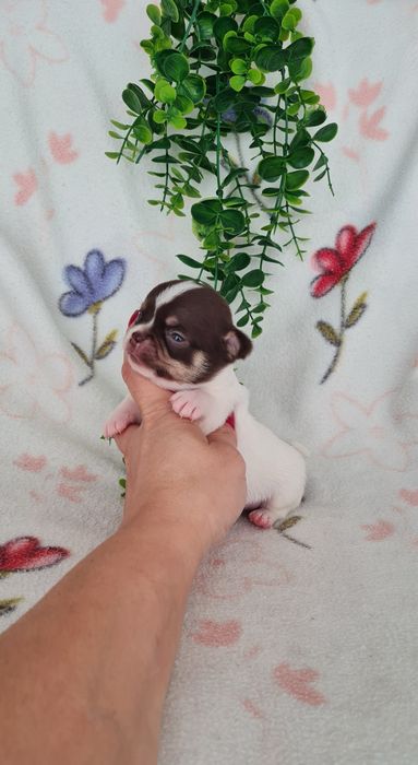 Excecional mini mini Chihuahua. Chiuaua de linhagem Russa, Qualidade